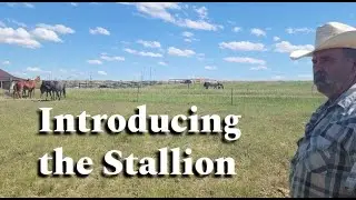 Horse Breeding Introductions | Pasture Breeding