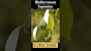 What is Mediterranean vegetation? #vegetation #shorts