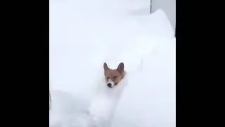Когда снега много не бывает