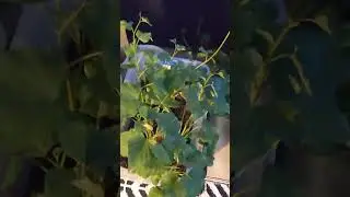 Growing Sweet Potato Slips : the Quickest way!