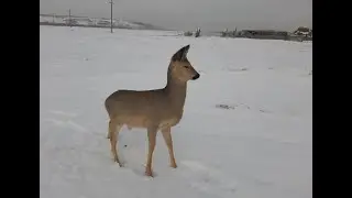 Косуля Малыш не любит гостей