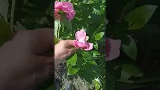 Карнейшен Буржет, межвидовой 