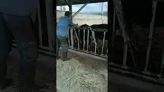 inek iffet sahnesi...