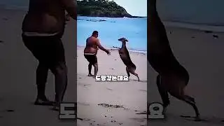 엄청난 펀치를 날리며 해변을 휩쓸고 간 사슴