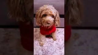 НЮША И БЕЛКА УМЕЮТ РАЗГОВАРИВАТЬ 