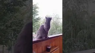 Мой сладкий котик❤️❤️❤️