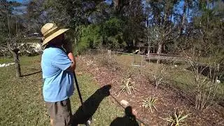 How to grow Blueberries on clay,  update on dwarf mango tree cogshall  and star fruit tree Kari