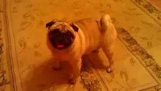 Pug vs Laser (Мопс охотится за указкой)