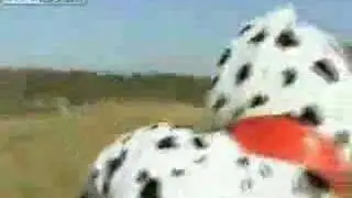 Puppy throws US Marine David Mortari off cliff