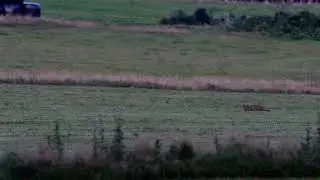 Wilde kat op jacht Belgische Ardennen