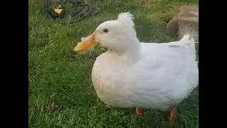 Relax and Remember Little Poof (April 2020 - May 2022)