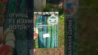 Китайцы рулят 🥒👌❤️ Изумрудный поток 