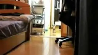Котэ привидение