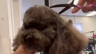 Grooming a Mini Doodle