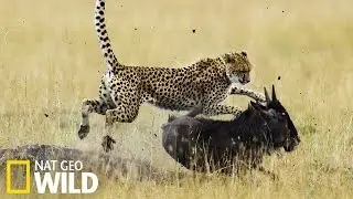Cheetah Hunting - Nat Geo Wild