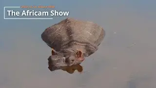 Hippo & Elephants | The Africam Show | September 10