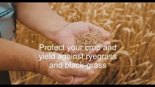 How to control your grass weeds