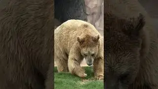 Who is more powerful and loyal animals 