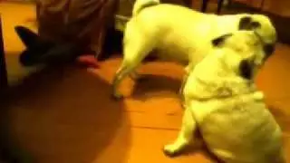 Девочка верхом на мальчике (из жизни мопсов).
