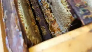 Мёд есть,несмотря на 40' жару... 🍯🍯🍯