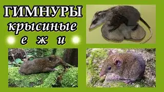 ГИМНУРЫ - Крысиные ежи