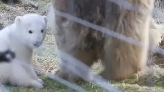 Britain's newest polar bear cub takes a stroll after being named