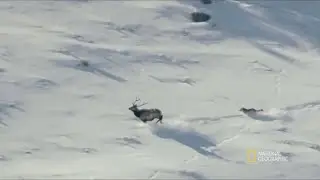 Волки на охоте