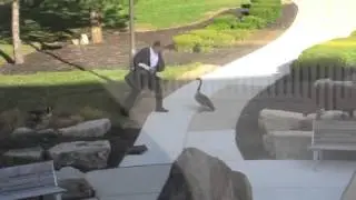Вот это гусь!