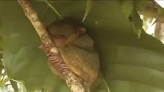 Долгопяты