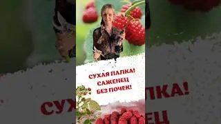 СУХАЯ ПАЛКА ! САЖЕНЕЦ БЕЗ ПОЧЕК! 