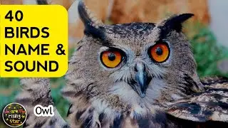 40 Birds | Birds Name & Sound | Birds name in English | WATRstar 