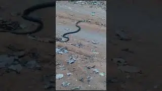 uma cobra Caninana enorme passando na estrada