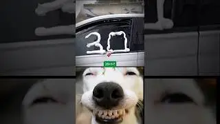 Sigma Dog #bombastic #memes