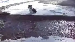 Corgi puppy won't cross stream