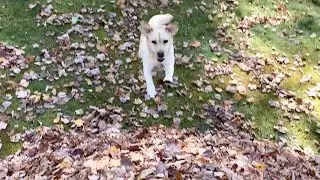 Stella's Best Tail Waggin' Leaf Jumps