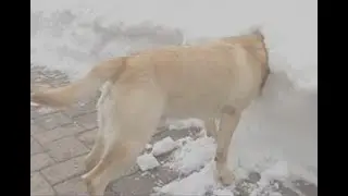 Riendo con los momentos más divertidos e inquietantes  Gato y perro # 14 Divertidos TV !