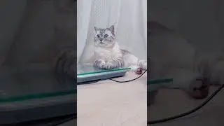 Если котик начал ходить мимо лотка.