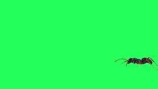 Ant green screen free copyright