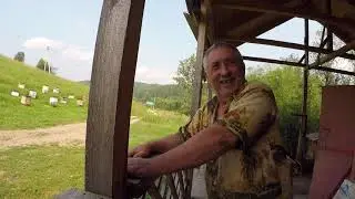 Вся правда о массовой гибели пчел в России
