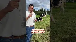 Arreando Verdades Los Desafíos en la Crianza de Terneras