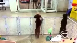 Bliver din hund ligeså glad for at se dig?