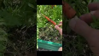 Zanahorias Derechitas y Sin Deformaciones