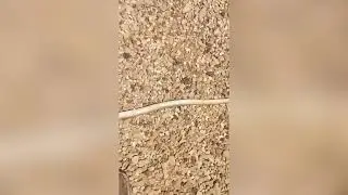 Lovely-montage flipping
