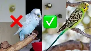 Як дізнатися що папужка хворий? Як справи у Тоші?