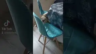 Две кошки и один кот #Кот Лёпка не такой ! #