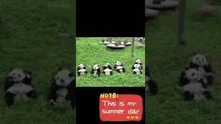 Pandas's Summer