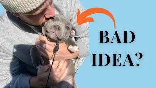 DON'T get a Staffordshire Bull Terrier, unless...