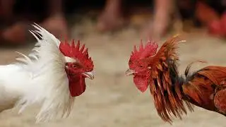 Захват территории на NextRP. Малинки как всегда опозорились