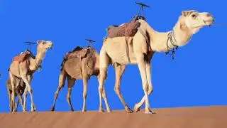 camel green screen video 4k