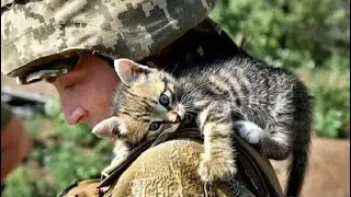 ЗСУ - Наші Улюблені Котики 💛💙
